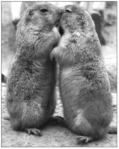 TWO KISSING PRAIRIE DOGS