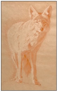 RED AND WHITE CHALK DRAWING OF A COYOTE
