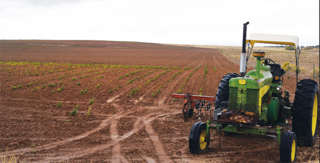 A tractor with cultivators sits in a Dove Creek beanfield, where it was last parked — before drought destroyed most dryland crops across the region.