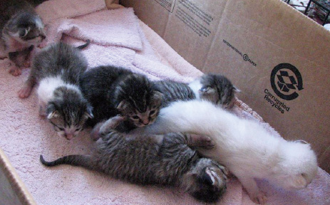 Many feral kittens have been born in Southwest Colorado this year.