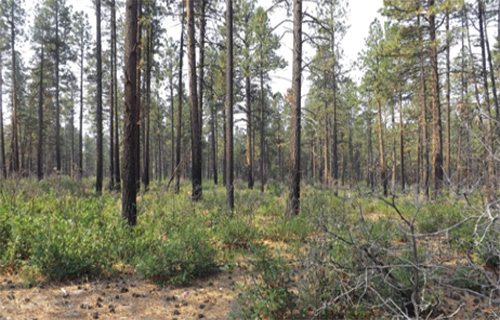 A stand of “blackjack” ponderosa pine under management on the west end of the Glade, in the San Juan National Forest.