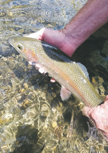 CUTBOW TROUT IN THE DOLORES RIVER