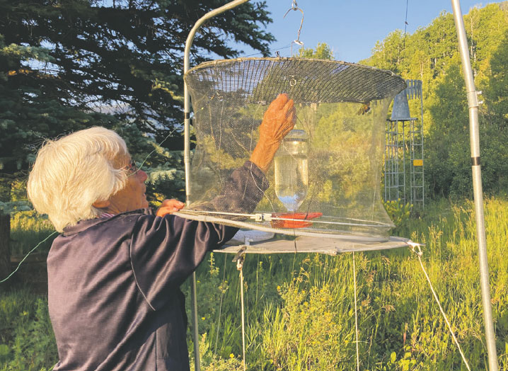 Mary Alexander, a volunteer with the Hummingbird Conservation Network, catches a bird at the Dunton Guard Station in August.