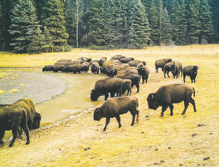Bison on the North Rim of Grand Canyon National Park are causing ecological damage, as seen here. Courtesy of National Park Service.