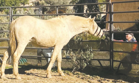 MARVEL, A WILD HORSE CAPTURED AT MESA VERDE NATIONANL PARK