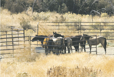 The horses at Mesa Verde are gradually acclimated to panels and pens, rather than being subjected to stressful round-ups like those done in the past on public lands. Courtesy of National Mustang Association.