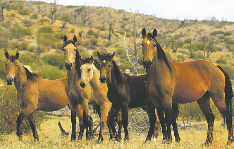 Wild horses that live at Mesa Verde National Park are considered “trespass livestock” and are being removed because they compete with wildlife for the park’s scant water resources. Meanwhile, Grand Canyon National Park is working to remove bison. TJ Holmes/Courtesy of National Mustang Association of Colorado.