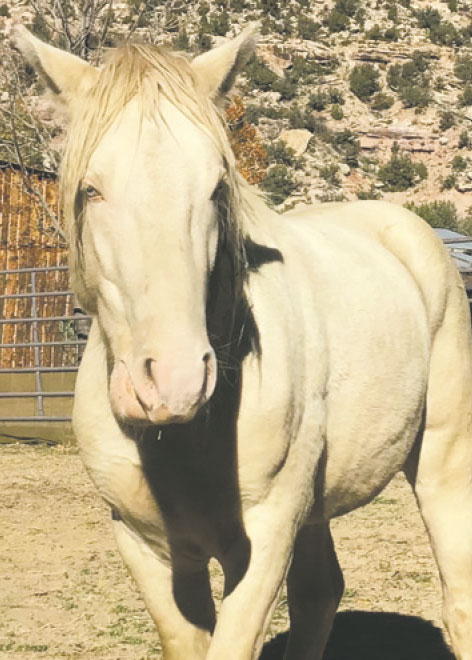MARVEL, A WILD STALLION CAPTURED AND REMOVED FROM MESA VERDE NATIONAL PARK