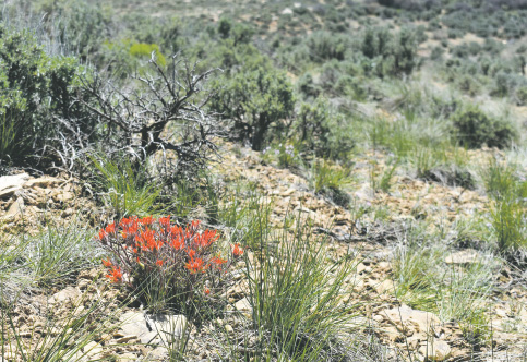 Indian paintbrush is one of numerous native plant species in the Carpenter Natural Area.